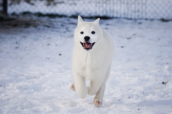 Hope - Wspolne zabawy szczeniat 11 tygodni